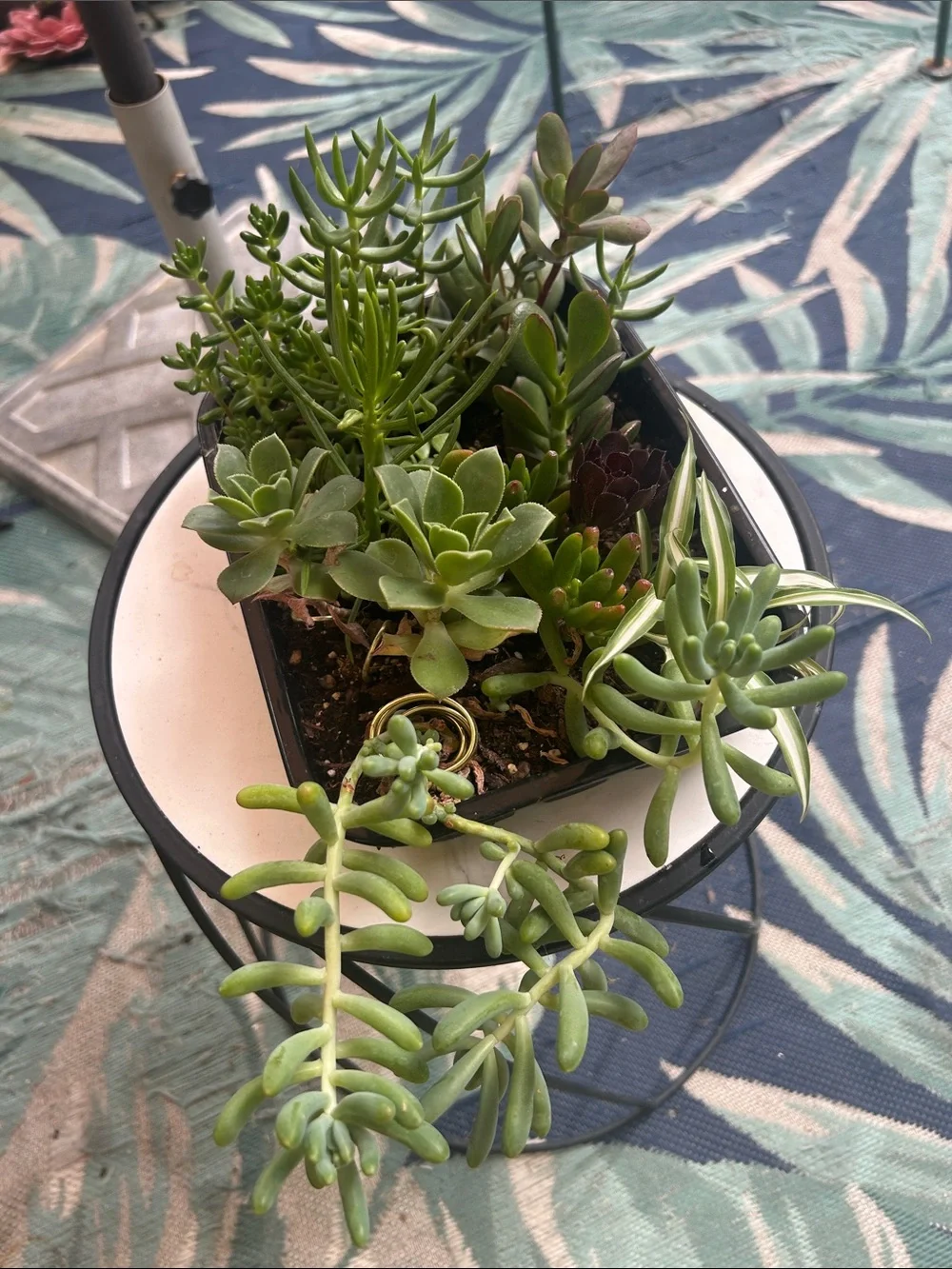 Assorted Green Succulent Planter - Home Accents